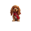 Cocker-Spaniel-Therapie
