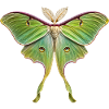 Luna Moth Actias luna