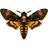 Todeskopf Hawkmotth Acherontia atropos