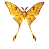 Comet Moth Argema Mittrei Anime-Stil