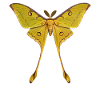 Kometenfalter Argema mittrei