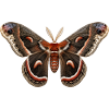 Cecropia Moth Hyalophora cecropia