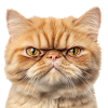 Grumpy Ginger Cat Studio Portrait