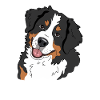 Berner Sennenhund