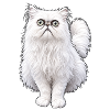 Weird looking Cat