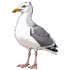 Seemöwe