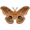 Polyphemus Moth Antheraea polyphemus