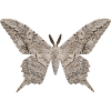 Weiße Hexenmotte Thysania agrippina