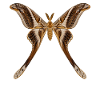 Hercules, Motte Coscinocera hercules