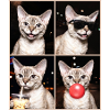 Cats Devon Rex Cat