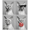 Cats Devon Rex Cat