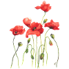 Rote Mohnblumen