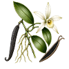 Botanische Vanilleorchidee