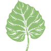 Taro Leaf