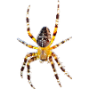 Kreuzspinne Araneus diadematus