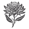 Waratah Australische Blume