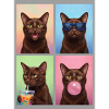 Katzen Havana Katze