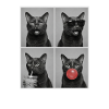 Katzen Havana Katze