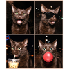 Katzen Havana Katze