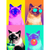 Katzen Himalaya Katze
