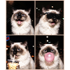 Katzen Himalaya Katze