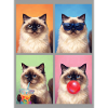 Katzen Himalaya Katze