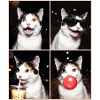 Katzen Japanese Bobtail Katze