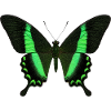 Smaragdschwalbenschwanz Papilio palinurus Schmetterling