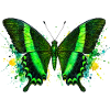 Smaragdschwalbenschwanz Papilio palinurus Schmetterling