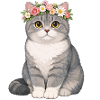 Britisch Kurzhaar Katze