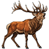 Hirsch Rothirsch Wild Rotwild