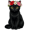 Schwarze Katze 