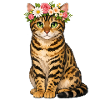Bengalkatze