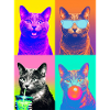 Katzen Korat Katze