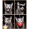 Katzen Korat Katze