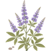Mönchspfeffer mit violetten Blüten