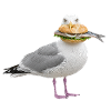 Silbermoewe-mit-Fischbroetchen Möwe
