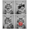 Katzen Maine Coon Katze