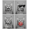 Katzen Manx Katze
