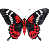 Crimson Rose Butterfly Pachliopta hector