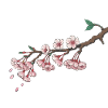 Kirschblüte