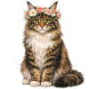 Maine Coon Katze 