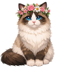 Ragdoll Katze