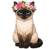 Siamkatze