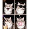 Katzen Munchkin Katze