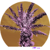 Purple Palm