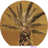 Goldene Palme