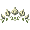 Knoblauchphasen