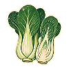 Pak Choi botanisch