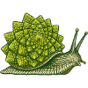 Romanesco-Schnecke